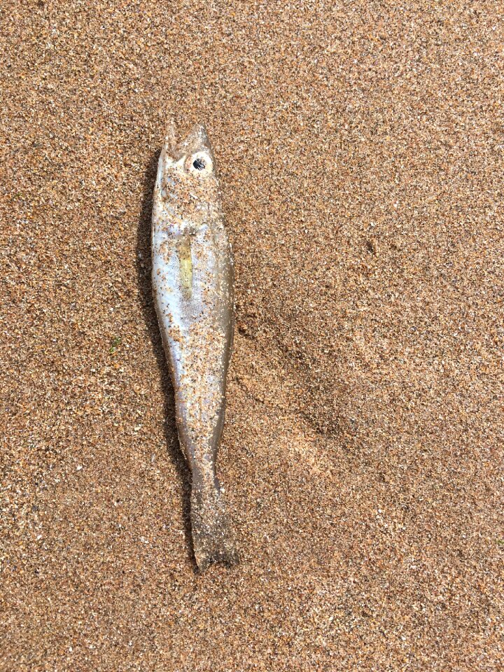 Beach sand