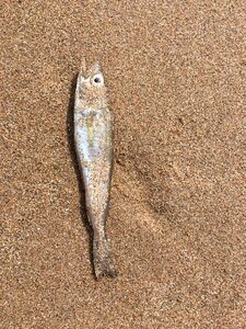 Beach sand