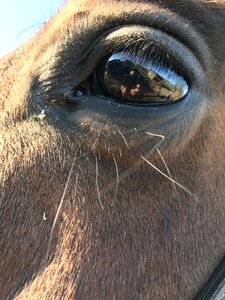 Nature animal eye photo