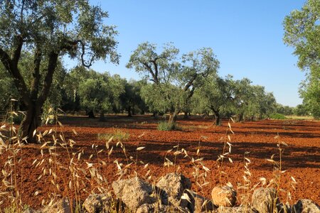Olive grove plants collect photo