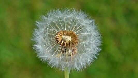 Macro common dandelion blossom photo