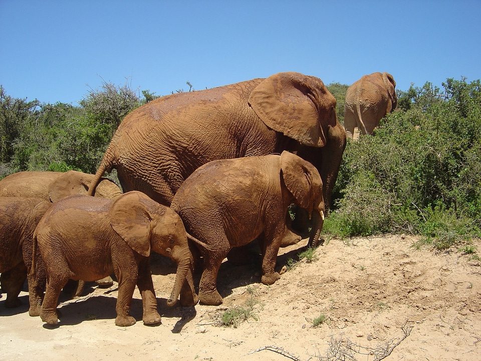 Elephant wild south africa