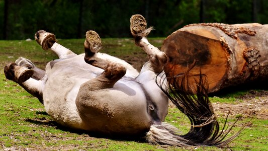 Left out rolling animal