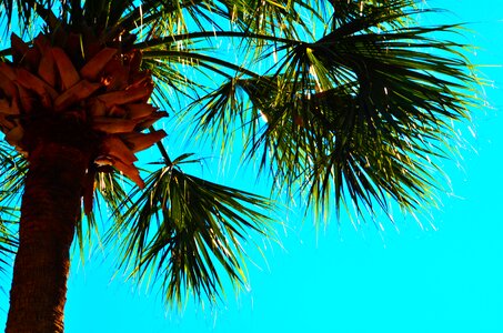 Sky palm blue photo
