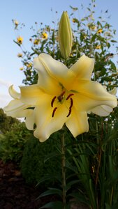 Spring flowers nature