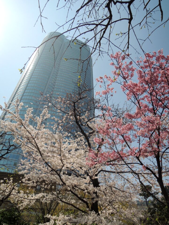Cherry blossoms roppongi hills mohri garden