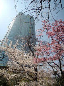 Cherry blossoms roppongi hills mohri garden