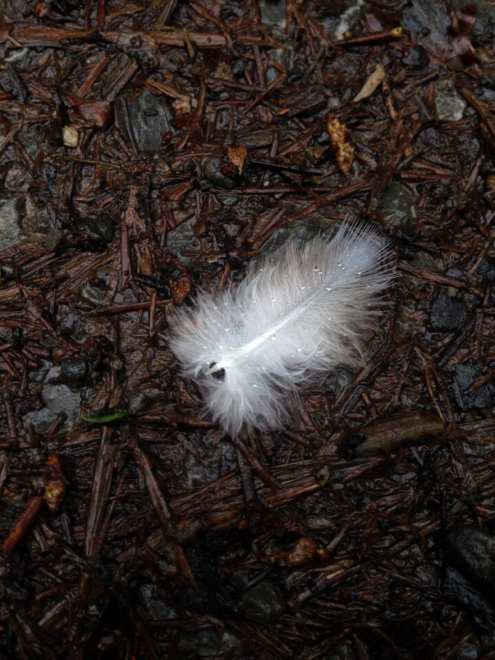 Bird feather macro texture
