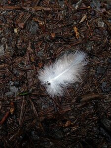 Bird feather macro texture