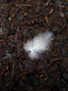 Bird feather macro texture photo