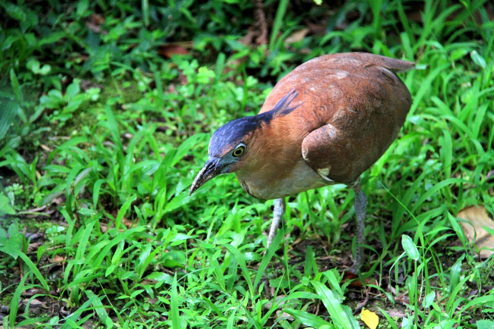 Park female heron