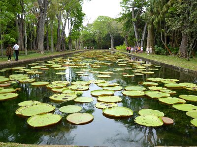 Mauritius pamplemousses botanical garden
