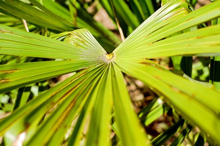 Palm fronds green large leaves