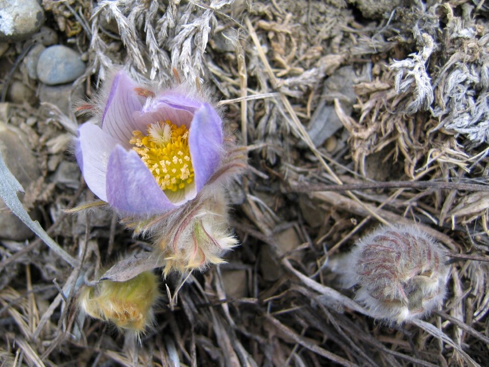Outdoors plant wild