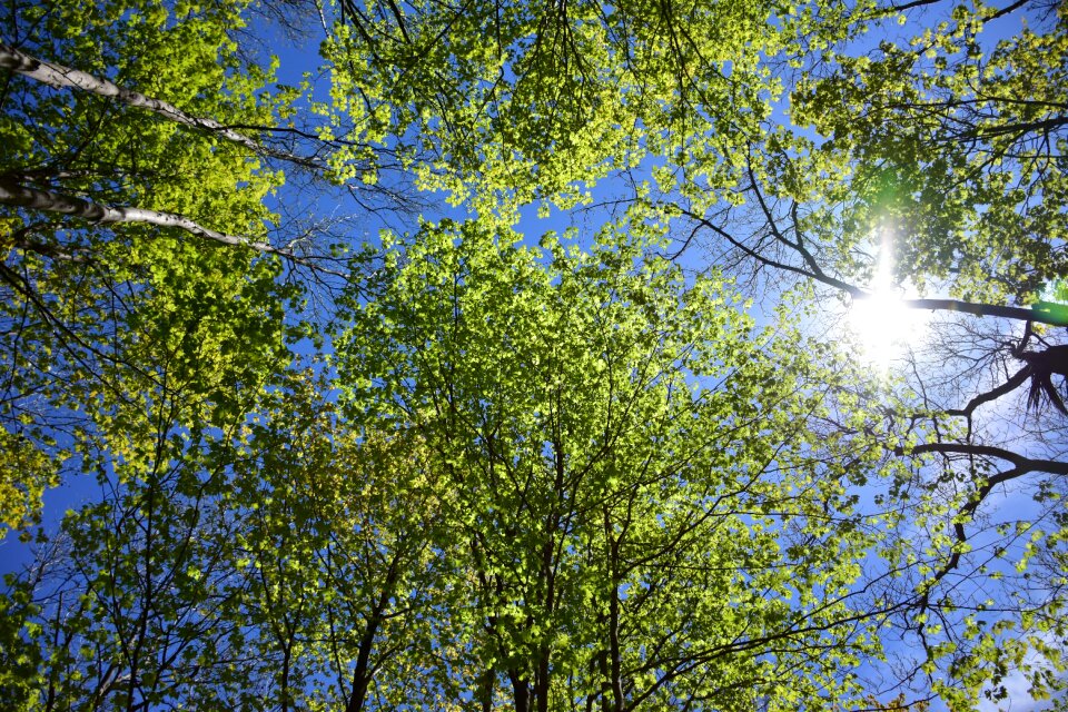 Leaves forest sunny photo