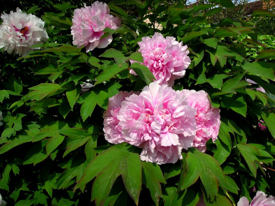 Pink flower pink plant