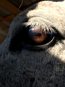 Animal eye equine photo