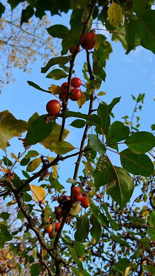 Malas tree photo