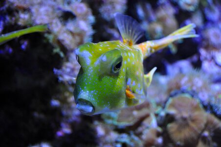 Underwater world sea ​​fish coral fish photo