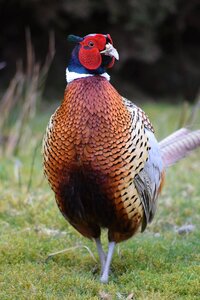 Male pheasant photo