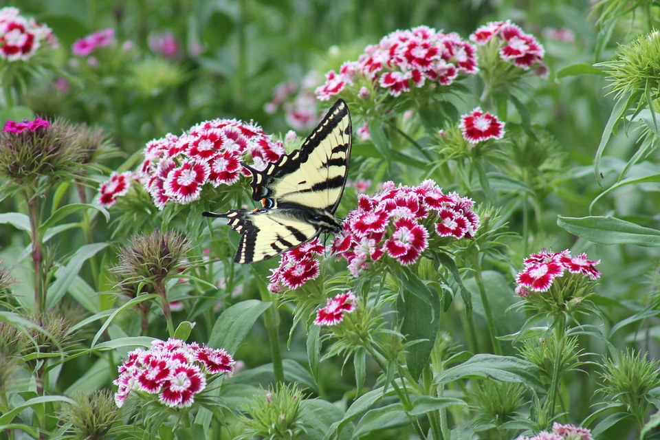 Butterfly butter fly insect