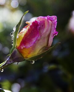 Yellow garden flower