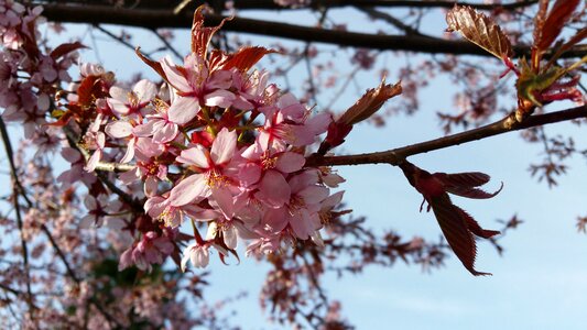 Bough our signs of spring photo