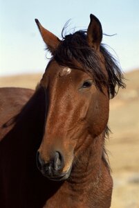 Horse male cool gnome