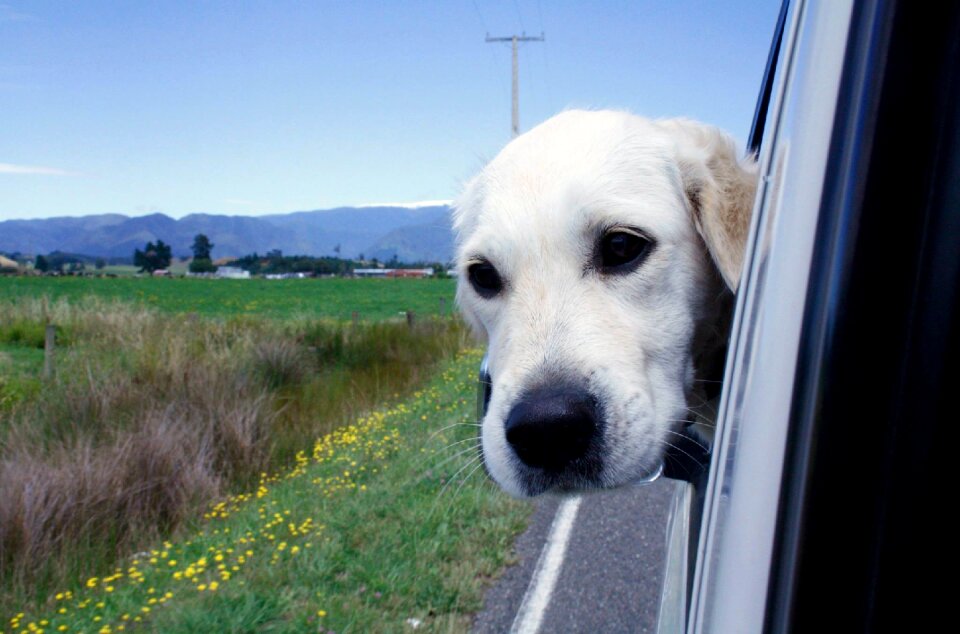 Dog blue sky car