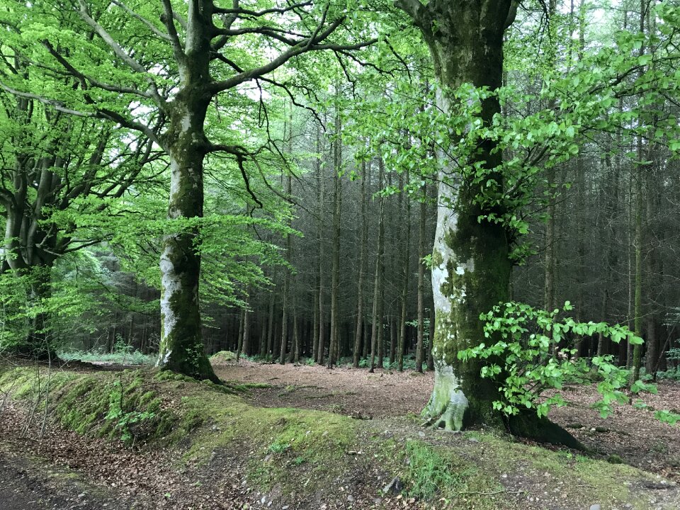 Nature branches green