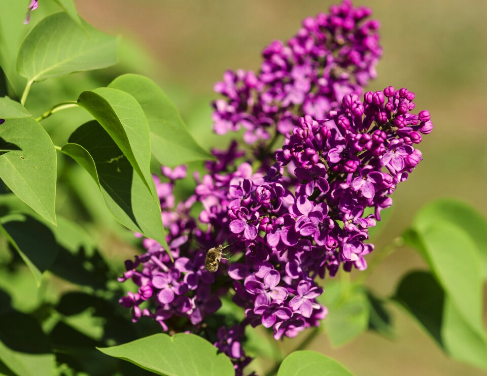 Spring bloom nature