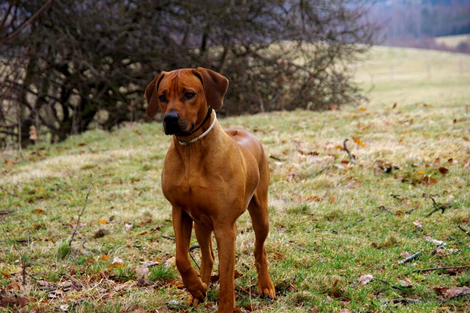 Dog ridgeback rhodesian