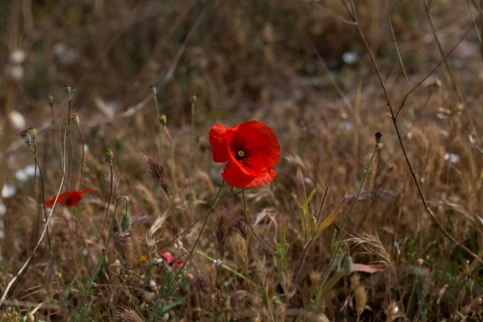 Red spring wild flower