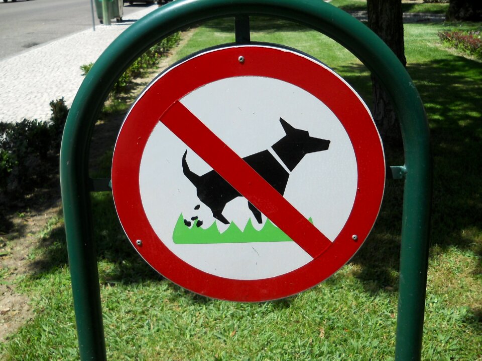 Dogs animal behavior Free photos