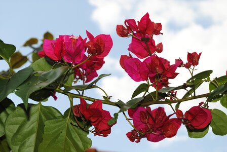 Color pink pink flower flower photo