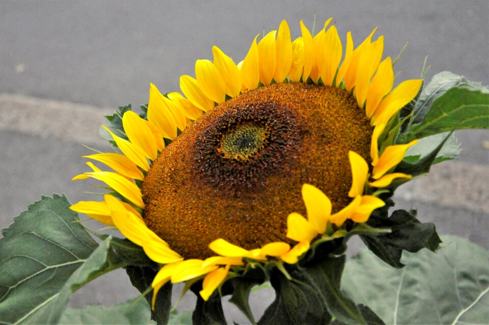 Flower plant nature