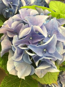 Nature floral blossom