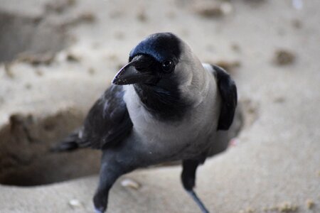 Crow oman