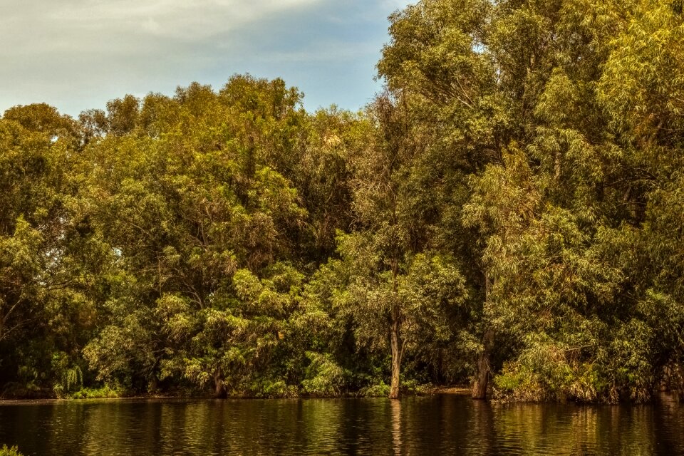 Trees nature landscape