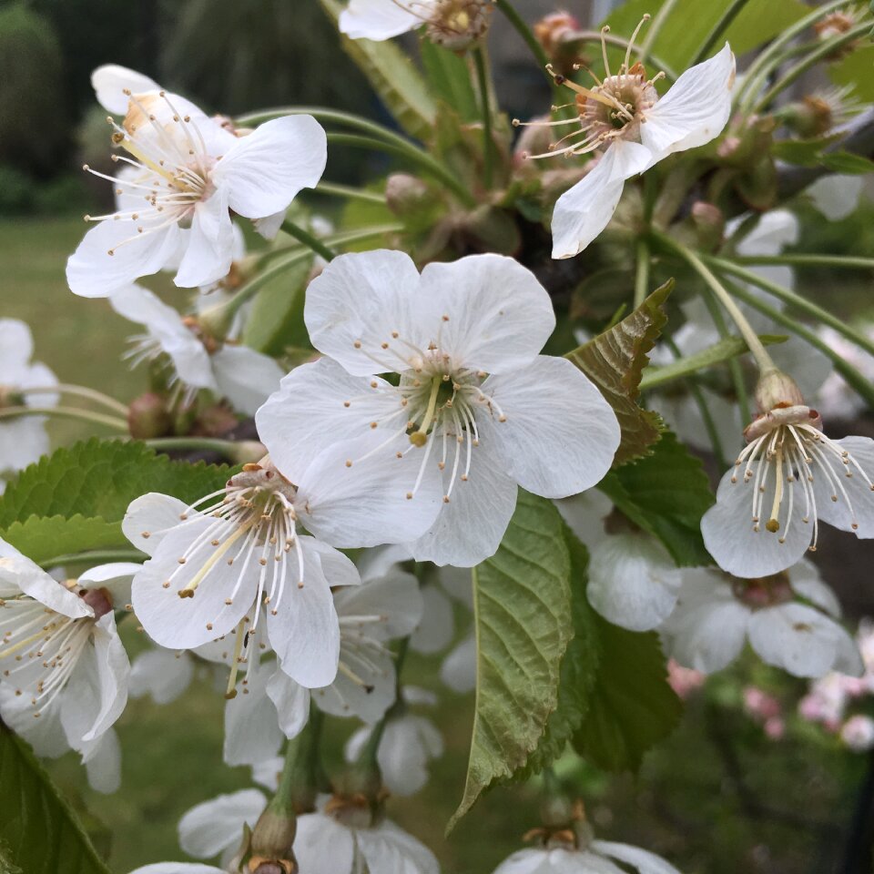 Tree nature spring