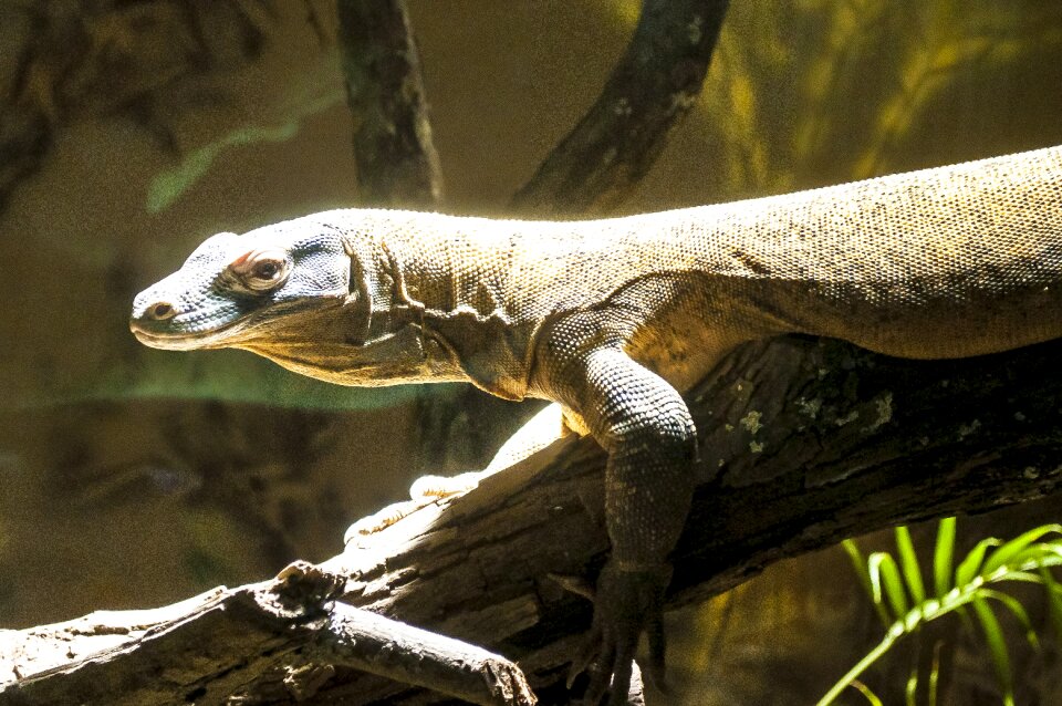 Zoo animal
