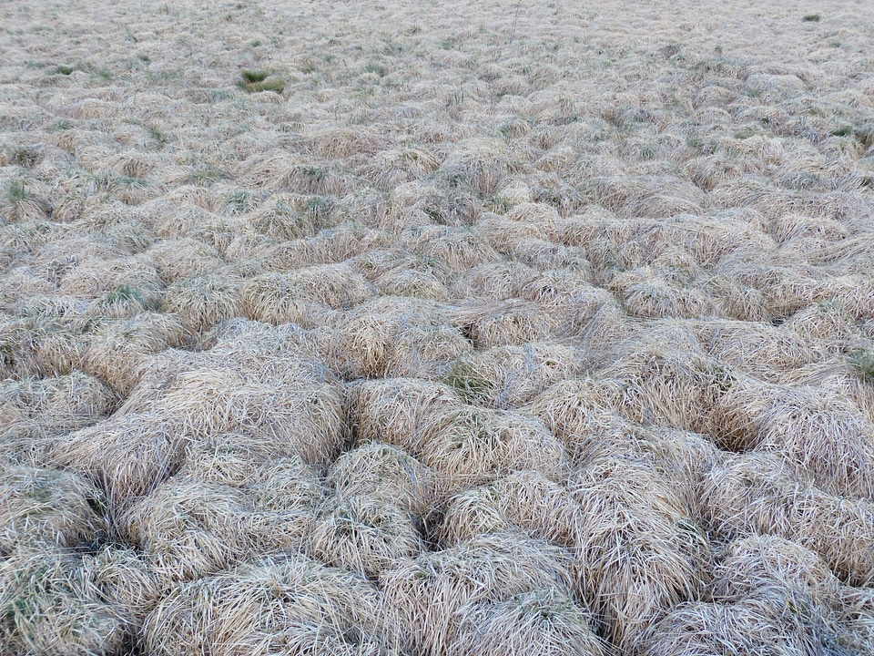 Swamp moorland nature conservation
