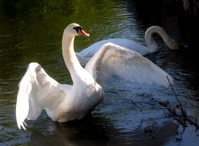 Beak water channel