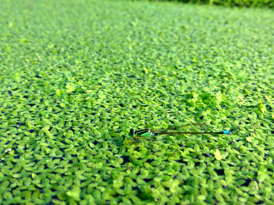 Dragonfly plants green