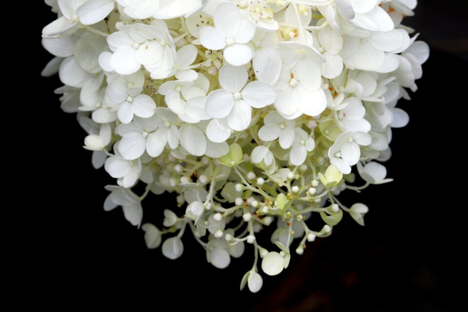 Petal plants nature