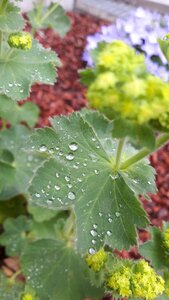 Dew nature morning