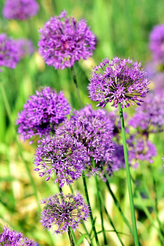 Blossom bloom flower