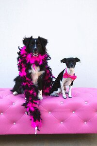 Chihuahua australian shepherd pets