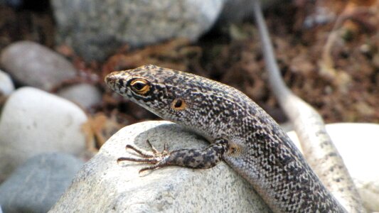 Noronha lizard nature