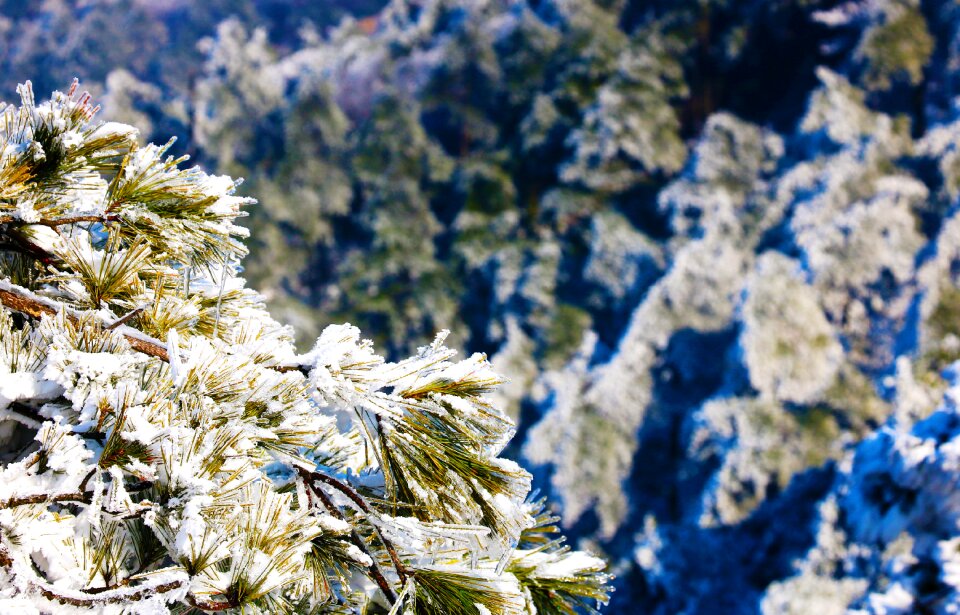 Snow pine tree grain